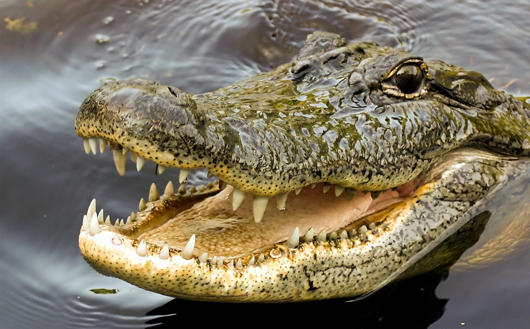beware-of-smiling-crocodiles
